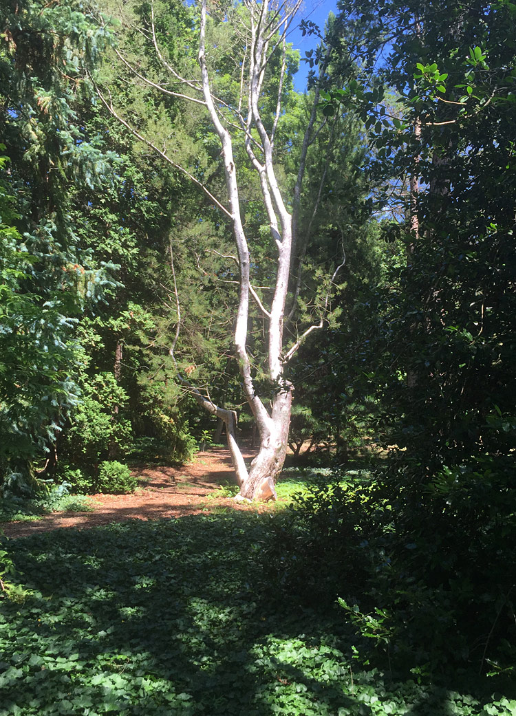 white tree in grove