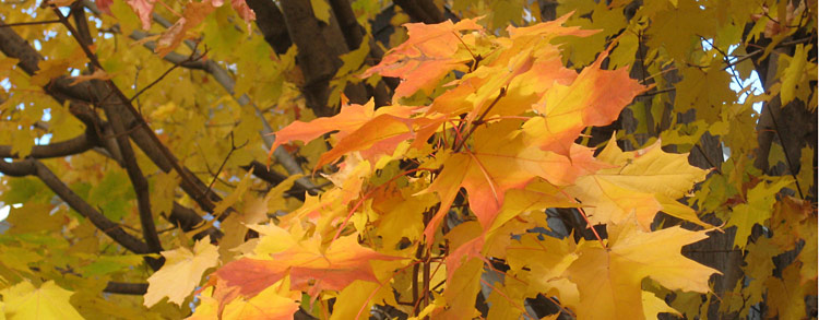 autumn leaf branch
