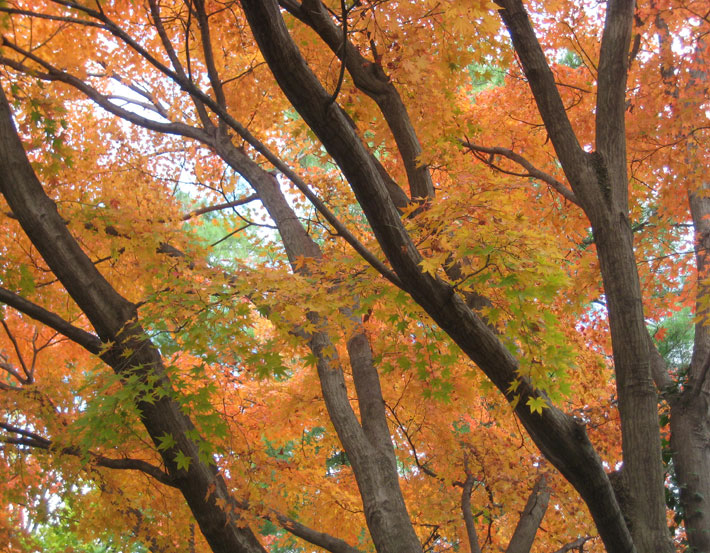 autumn tree branches