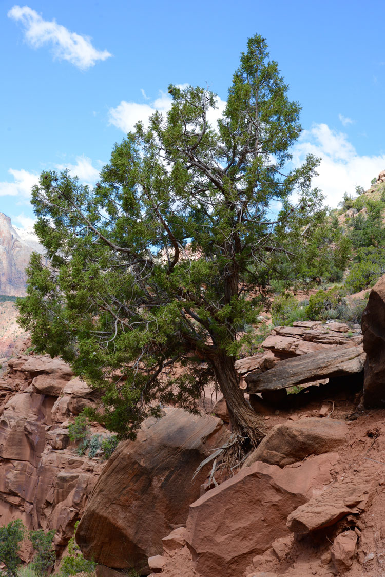 desert cliff tree